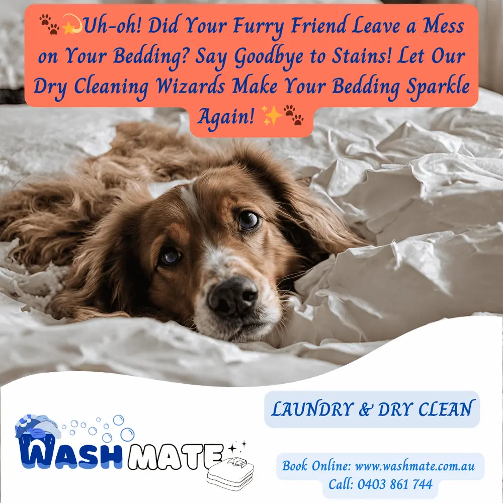 Pet Bedding Dryclean Service in Sydney WashMate Sydney s Premier Laundry Dry Cleaning Service